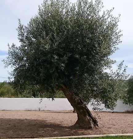 Casa Oliveiras Alvados