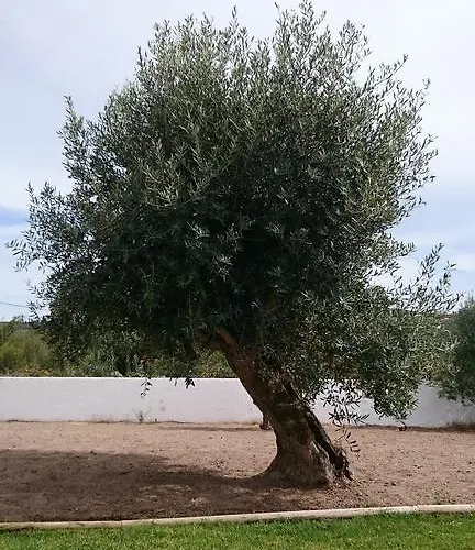 Casa Oliveiras Алвадуш